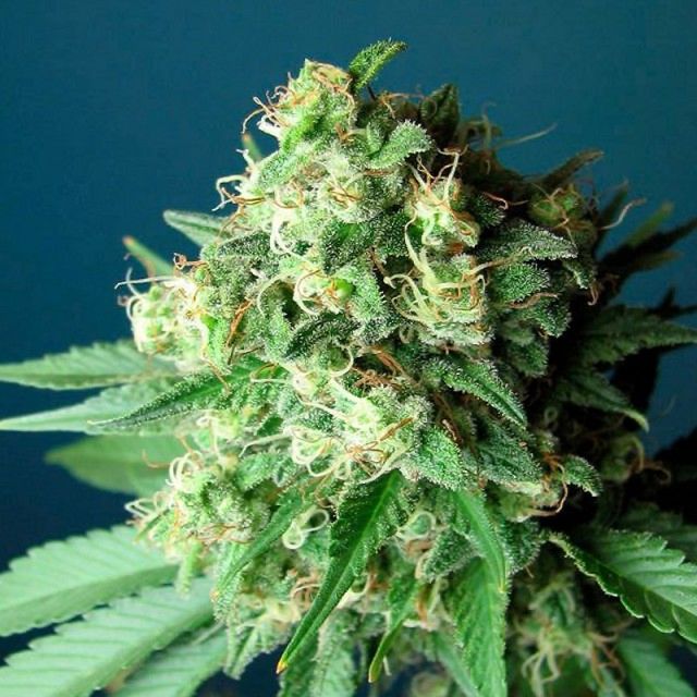 Green Crack feminized seeds description