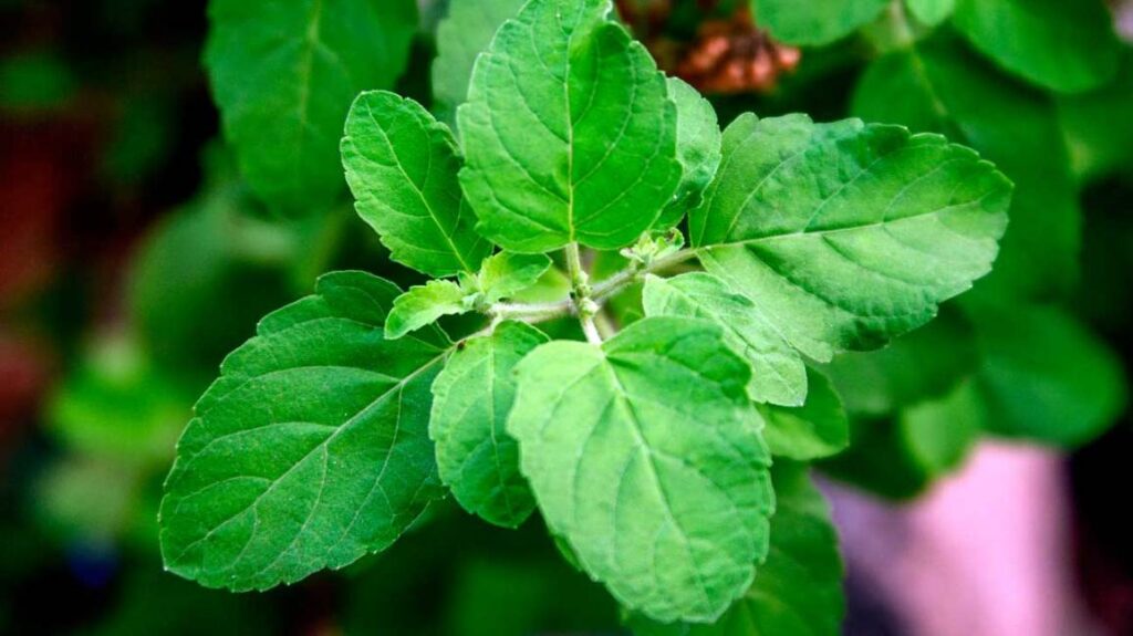 Health benefit of Holy tulsi plant